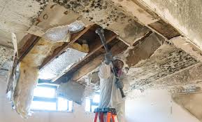 Reliable Fredonia, AZ Mold Remediation Solutions